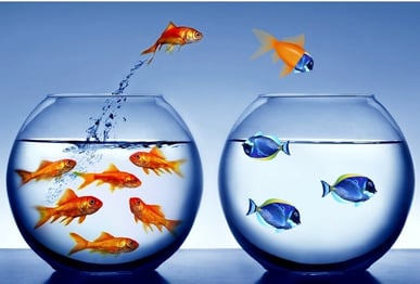 Data Conversion Risks: Does Archiving in Native Format Matter?
